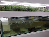 植物工場研究センター見学模様02 植物工場研究センター見学模様02